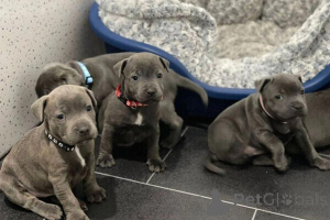 Zdjęcie №1. staffordshire bull terrier - na sprzedaż w Moginz | 2631zł | Zapowiedź №149694