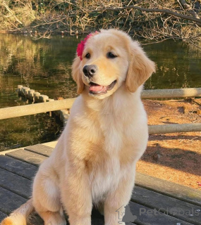 Zdjęcie №4. Sprzedam  w Zły Zurzach.  - cena - 2317zł