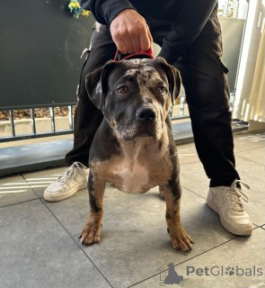 Zdjęcie №4. Sprzedam american bully w Chessy. prywatne ogłoszenie - cena - 6697zł