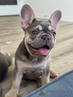 Zdjęcie №3. Najwyższej jakości szczenięta buldoga francuskiego, przetestowane pod kątem. Ukraina