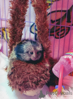 Zdjęcie №1.  - na sprzedaż w Anaheim | negocjowane | Zapowiedź № 161745