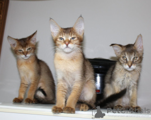 Zdjęcie №1. chausie - na sprzedaż w Stockholm | Bezpłatny | Zapowiedź № 139770