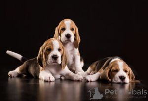 Zdjęcie №4. Sprzedam beagle (rasa psa) w Kijów. prywatne ogłoszenie, hodowca - cena - 2721zł