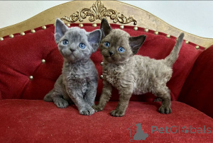 Zdjęcie №1. devon rex - na sprzedaż w Barcelona | negocjowane | Zapowiedź № 161170