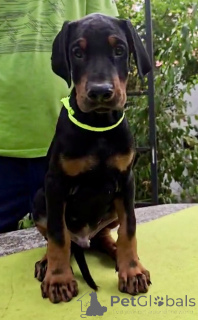 Zdjęcie №3. Doberman Puppy Champion Bloodline. Serbia