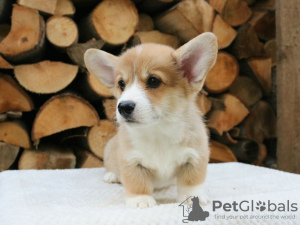 Zdjęcie №1. welsh corgi - na sprzedaż w Sydnej | negocjowane | Zapowiedź №131244