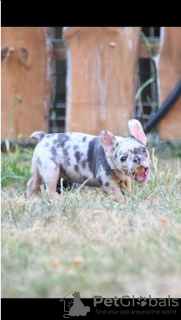 Dodatkowe zdjęcia: Buldogi francuskie w egzotyce