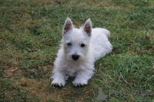 Zdjęcie №1. west highland white terrier - na sprzedaż w DaszeWice | 5740zł | Zapowiedź №139141