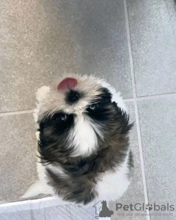 Zdjęcie №3. Wspaniałe szczenięta Shih Tzu do adopcji. Szwajcaria