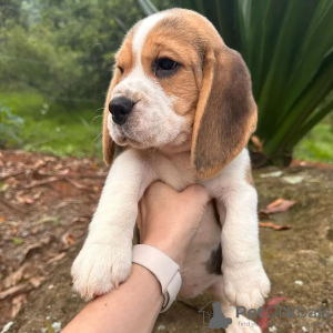 Dodatkowe zdjęcia: Mamy miot pięknych szczeniąt rasy beagle,