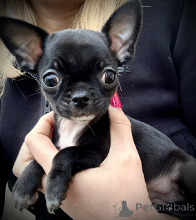 Zdjęcie №3. Chicuahua. Polska