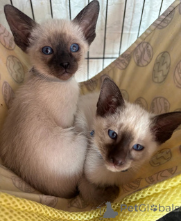 Zdjęcie №1. kot syjamski - na sprzedaż w Mettmann | 1674zł | Zapowiedź № 151875