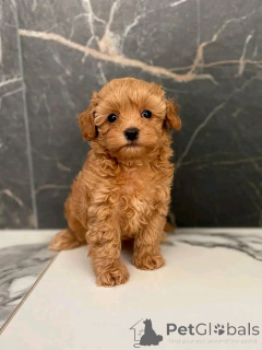 Zdjęcie №2 do zapowiedźy № 137176 na sprzedaż  pudel (royal) - wkupić się Niemcy prywatne ogłoszenie, hodowca