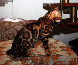 Dodatkowe zdjęcia: Krycie z kotem bengalskim