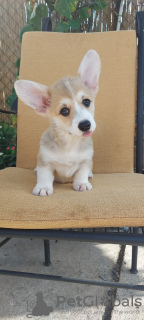 Zdjęcie №3. Pembroke Welsh Corgi szczenięta. Serbia