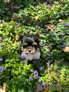 Zdjęcie №2 do zapowiedźy № 139005 na sprzedaż  yorkshire terrier biewer - wkupić się USA prywatne ogłoszenie, hodowca