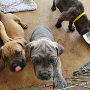 Zdjęcie №1. cane corso - na sprzedaż w Wilno | 6697zł | Zapowiedź №175423