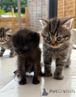 Zdjęcie №1. perskie - na sprzedaż w Arkusz | 1674zł | Zapowiedź № 153074