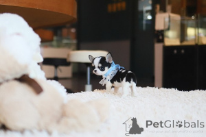 Zdjęcie №1. chihuahua (rasa psów) - na sprzedaż w Cold Spring Harbour | negocjowane | Zapowiedź №155039