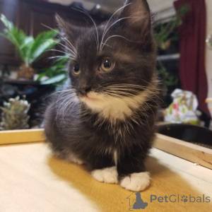 Zdjęcie №2 do zapowiedźy № 134857 na sprzedaż  maine coon - wkupić się Niemcy prywatne ogłoszenie, od żłobka, ze schronu, hodowca