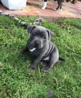 Zdjęcie №3. Sprzedam szczenięta Staffordshire Bull Terrier. Wielka Brytania