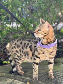 Zdjęcie №1. kot bengalski - na sprzedaż w Salo | 3588zł | Zapowiedź № 152944