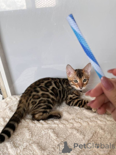 Zdjęcie №1. kot bengalski - na sprzedaż w Olsztyn | 1674zł | Zapowiedź № 160595