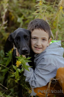 Zdjęcie №4. Sprzedam pies nierasowy w Москва.  - cena - Bezpłatny