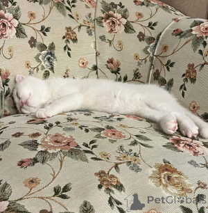 Zdjęcie №4. Sprzedam  w Lille.  - cena - negocjowane