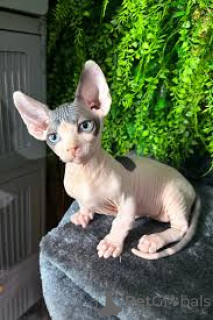 Zdjęcie №3. Chatons Sphynx do sprzedaży. Belgia