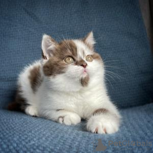 Zdjęcie №1. kot brytyjski krótkowłosy - na sprzedaż w Hong Kong | Bezpłatny | Zapowiedź № 58092