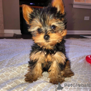 Zdjęcie №1. yorkshire terrier - na sprzedaż w Houston | 1910zł | Zapowiedź №15454