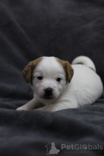 Zdjęcie №1. jack russell terrier - na sprzedaż w Gomel | 897zł | Zapowiedź №169284