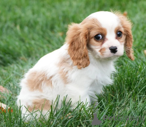 Zdjęcie №1. cavalier king charles spaniel - na sprzedaż w Galway | negocjowane | Zapowiedź №158219