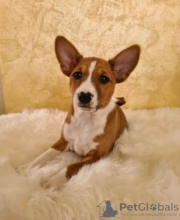 Zdjęcie №1. basenji - na sprzedaż w Praga | negocjowane | Zapowiedź №109966