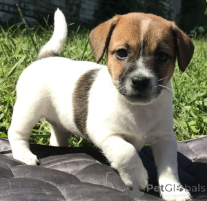 Zdjęcie №1. jack russell terrier - na sprzedaż w Anderlecht | negocjowane | Zapowiedź №170796
