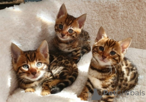 Zdjęcie №1. kot bengalski - na sprzedaż w Al ain | negocjowane | Zapowiedź № 158282