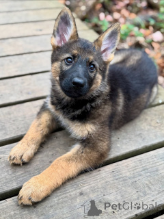 Zdjęcie №2 do zapowiedźy № 163586 na sprzedaż  owczarek niemiecki - wkupić się Niemcy hodowca