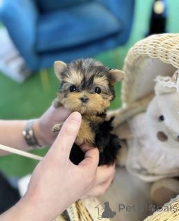 Zdjęcie №1. yorkshire terrier - na sprzedaż w Bratysława | negocjowane | Zapowiedź №161812