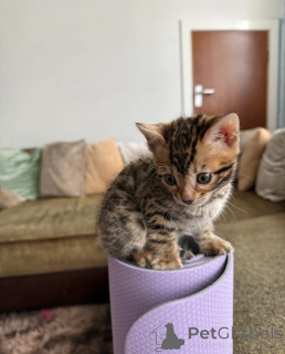 Zdjęcie №1. kot bengalski - na sprzedaż w Gamprin | 1674zł | Zapowiedź № 152069