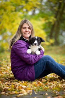 Zdjęcie №1. welsh corgi - na sprzedaż w Petersburg | 2320zł | Zapowiedź №155620