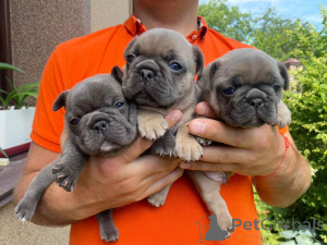 Zdjęcie №1. buldog francuski - na sprzedaż w Berlin | negocjowane | Zapowiedź №166204