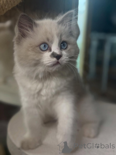 Zdjęcie №3. Marzycielskie oczy, delikatne serce Luna jest światłem księżyca w postaci. Finlandia