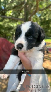 Dodatkowe zdjęcia: Szczenięta rasy border collie