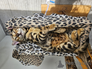 Zdjęcie №4. Sprzedam kot bengalski w Zagreb. hodowca - cena - 3827zł