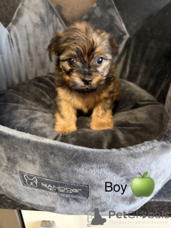 Zdjęcie №2 do zapowiedźy № 163986 na sprzedaż  chow-chow - wkupić się USA prywatne ogłoszenie