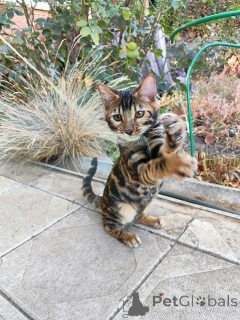 Zdjęcie №2 do zapowiedźy № 153415 na sprzedaż  kot bengalski - wkupić się Austria prywatne ogłoszenie