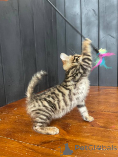 Zdjęcie №1. toyger - na sprzedaż w Bad Wildungen | negocjowane | Zapowiedź № 170328