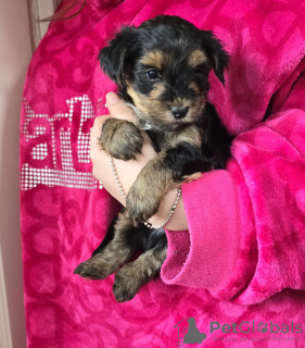 Zdjęcie №3. Szczenięta Yorkshire Terrier. Australia