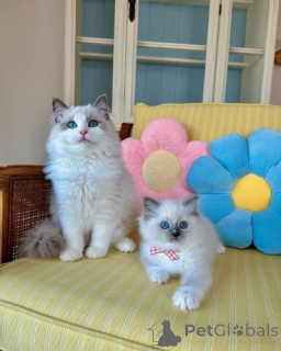 Zdjęcie №1. ragdoll - na sprzedaż w Hannover | 1196zł | Zapowiedź № 156675